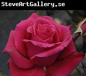 unknow artist Realistic Red Rose